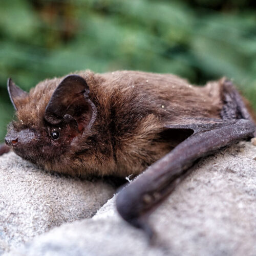 Illuminated River Bat Survey
