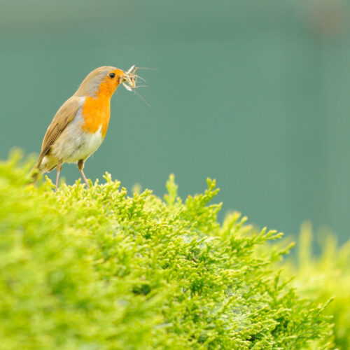 River Thames Breeding Bird Assessment